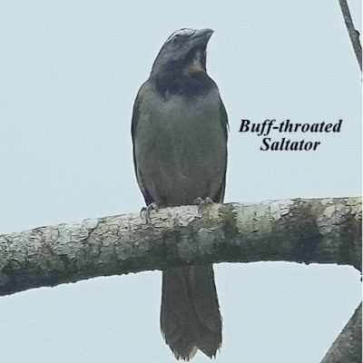 Buff-throated Saltator